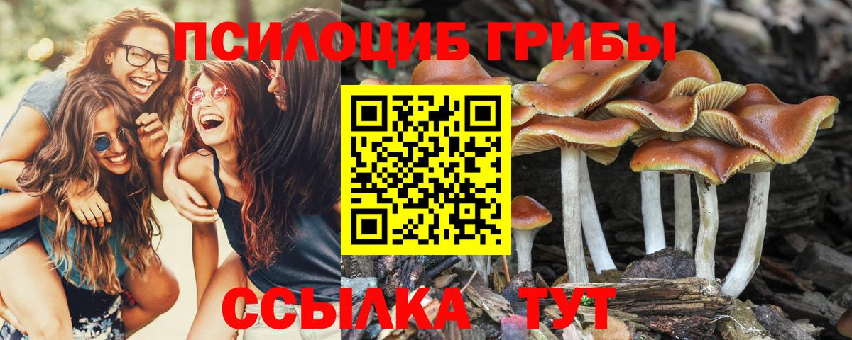Псилоцибиновые грибы прущие грибы  как найти   Архангельск 
